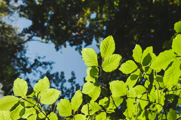 மரங — ஸ்டாக் புகைப்படம்