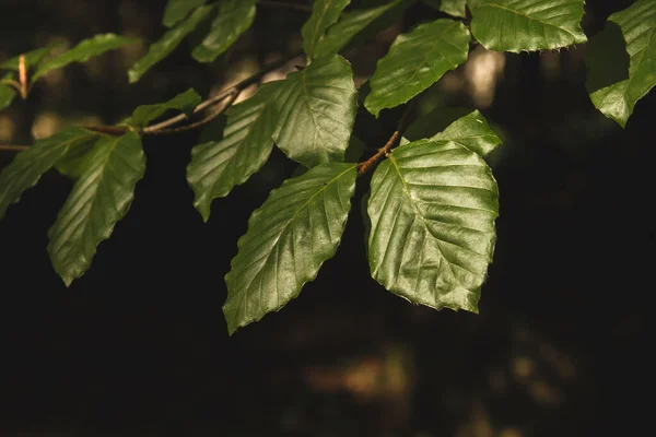 Ξύλο Οξιάς Πράσινα Φύλλα Λεπτομέρεια — Φωτογραφία Αρχείου