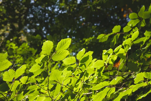 Faggio Verde Brillante Fogliame — Foto Stock