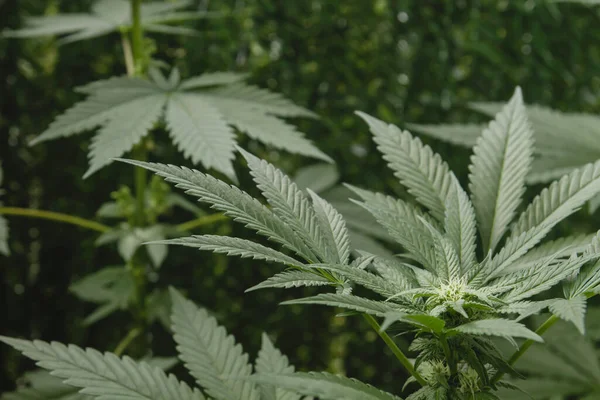 Planta Cannabis Verde Floreciendo Cerca —  Fotos de Stock