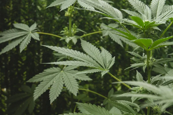 Detalle Del Follaje Verde Planta Cannabis —  Fotos de Stock