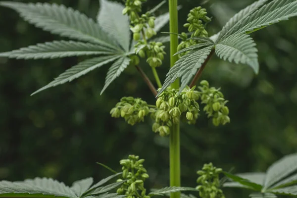 Detail Der Blüte Der Männlichen Cannabispflanze — Stockfoto