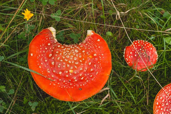 天野麝香或放飞不可知论的野蘑菇 — 图库照片