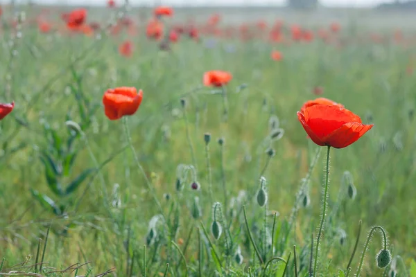 Red Poppys Green Fields — Stock Photo, Image