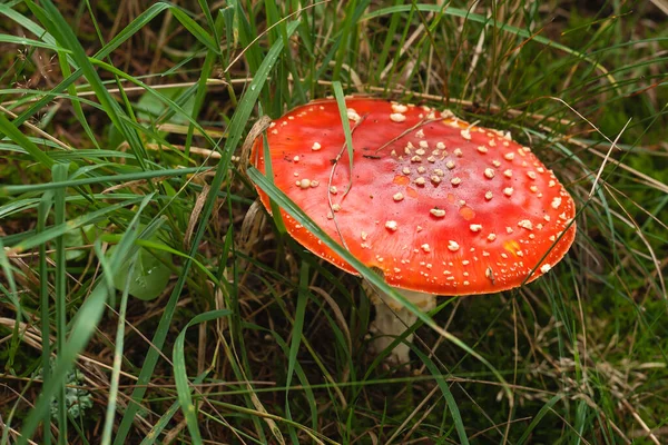 绿草中的野生麝香蘑菇 — 图库照片