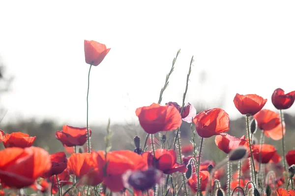 Våren Vilda Röda Vallmo Blommor — Stockfoto