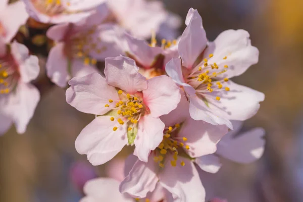 Badem Ağacı Çiçekleri Yaklaşır — Stok fotoğraf
