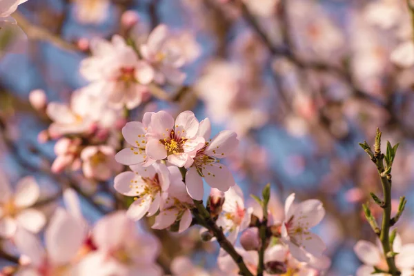 Almond Tree Springtime Flowers Blossom — Stock Photo, Image