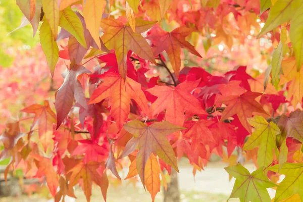 Liquidambar Strom Podzimní Listoví Detail — Stock fotografie