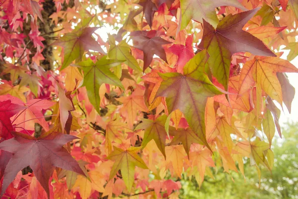 Colorful Liquidambar Tree Autumnal Leaves — Stock Photo, Image