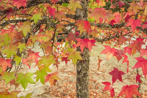 Vloeibare Ambarboom Met Meerkleurig Herfstblad — Stockfoto