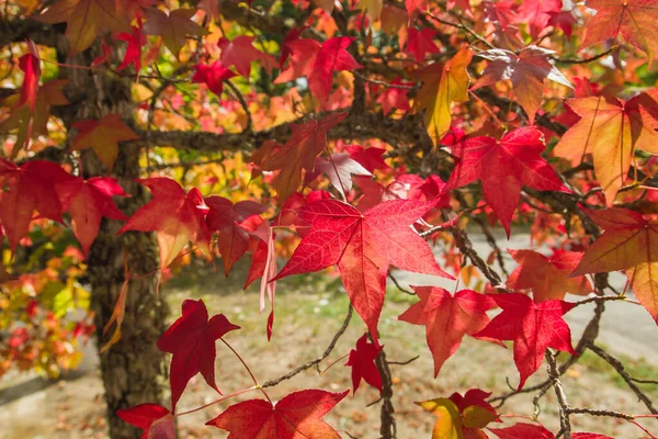 Vloeibare Ambar Boom Rood Herfstblad — Stockfoto