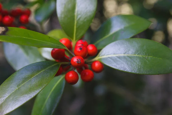 Holly Drzewo Czerwone Owoce Zbliżenie — Zdjęcie stockowe