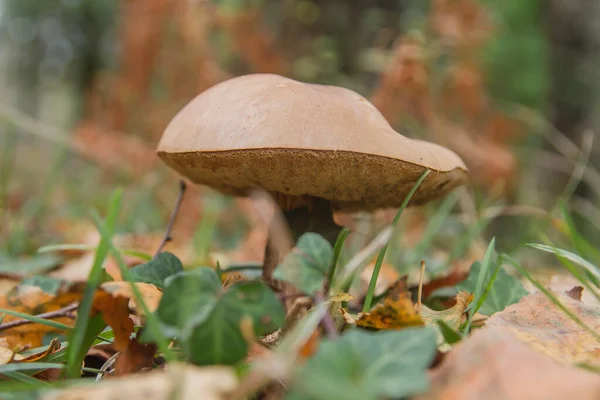 Champignon Bolete Sauvage Poussant Sur Forêt Automnale — Photo