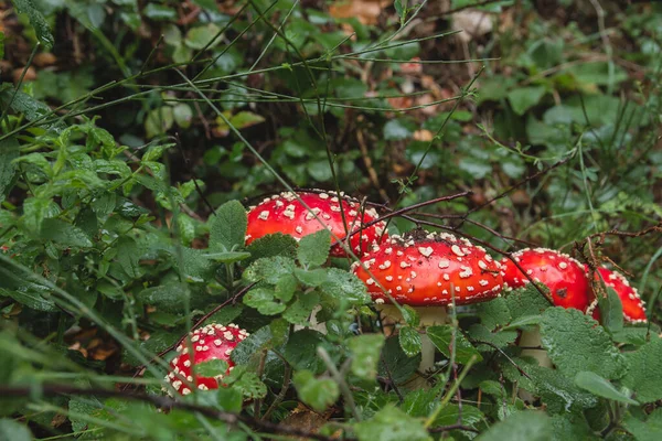 野生的蘑菇 — 图库照片