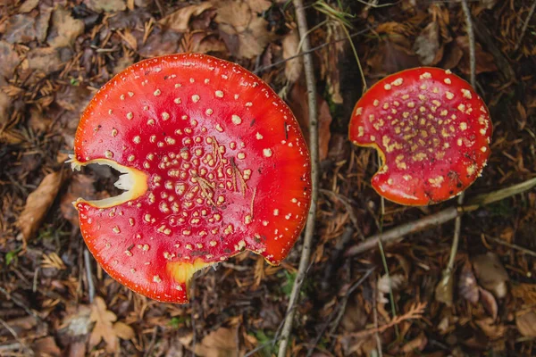Amanita Muscaria Mushroom Red Cap Detail — Stock Photo, Image