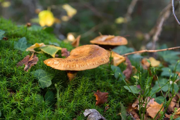 生长在森林绿色苔藓上的野生蘑菇 — 图库照片