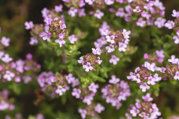 Detail Thymus Aromatic Plant Flowers — Stock Photo, Image