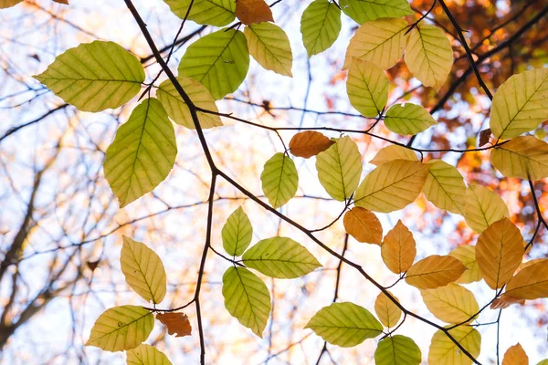 Detail Van Fagus Syltvatica Autumnal Foliage — Stockfoto