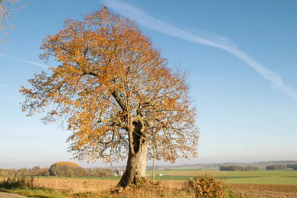 Tilleul Commun Saint François Automne Ohey Belgique — Photo