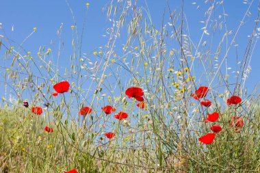 Bahar zamanı yabani gelincikler ve yabani otlar