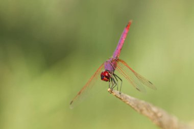 Kırmızı ve mor renkli yusufçuk.