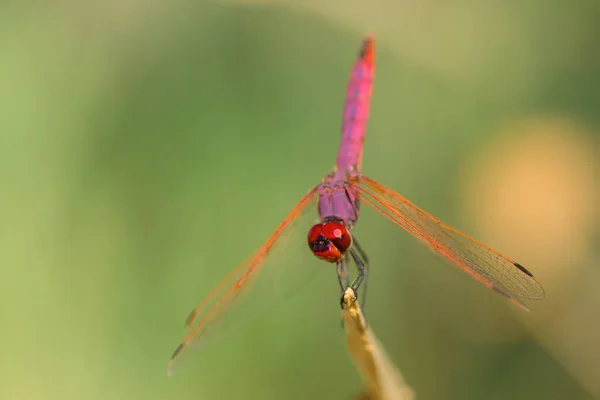 Rote Und Violette Libelle Aus Nächster Nähe — Stockfoto