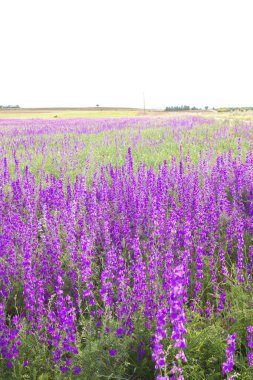 Consolida ajacis yabani mor çiçekler 