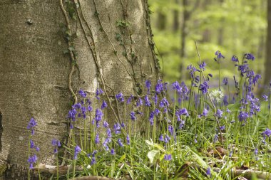 Bahar ormanlarında çan çiçekleri açıyor.