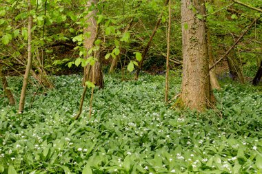 İlkbahar ormanlarında yabani sarımsak filizleniyor. 