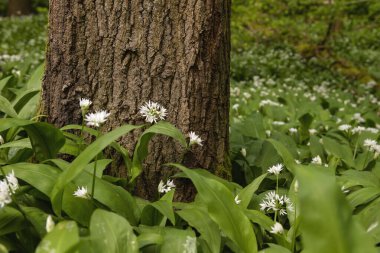 Vahşi sarımsak ormanda çiçek açıyor. 