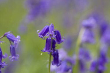 Hyacinthoides, betik olmayan bahar çiçekleri açıyor. 