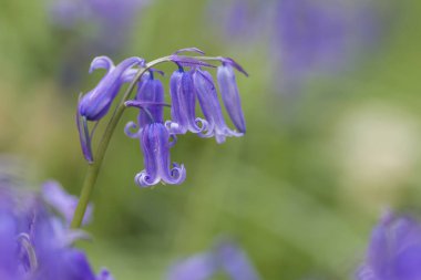  Hyacinthoides 'in senaryosuz Mor-mavi çiçekleri çiçek açıyor 