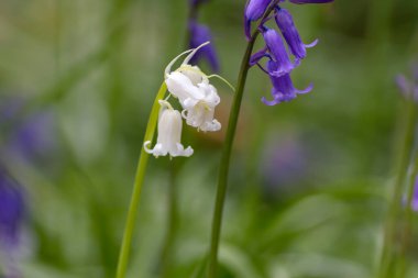 Beyaz ve mor çan çiçekleri 