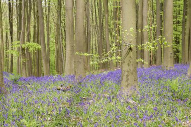 Kayın ağaçları ve çan çiçekleri baharda açar.