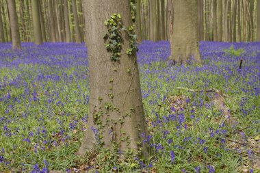 Kayın ağaçları ve çan çiçekleri açıyor. 