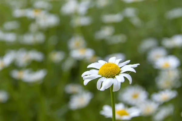 Oxeye Margherita Fioritura Giardino — Foto Stock