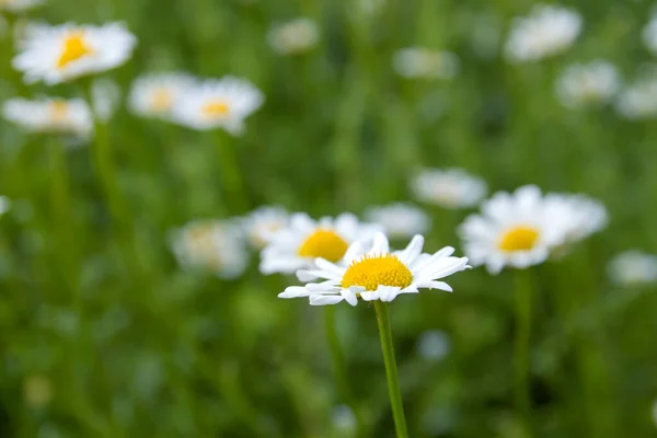 Fiori Margherita Bianchi Che Sbocciano Primavera — Foto Stock