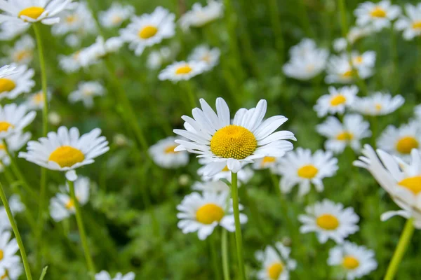 春天里 白菊花盛开 — 图库照片