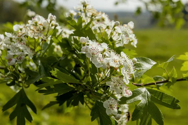 Crataegus Monogyna Flores Brancas Primavera — Fotografia de Stock