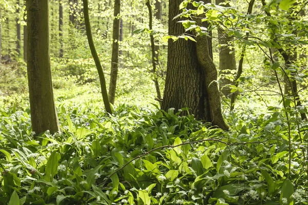在春天的森林里生长着野生的石榴 — 图库照片