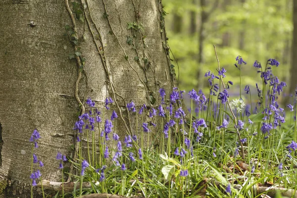 Bluebells Fleurissant Dans Forêt Printanière — Photo