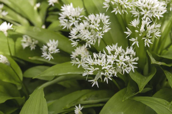 Wild Garlic White Flowers Blooming — Stock Photo, Image