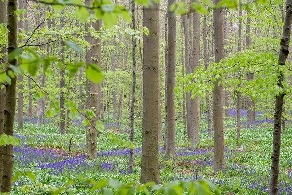 Tavaszi Erdő Bükkfákkal Harangvirággal — Stock Fotó