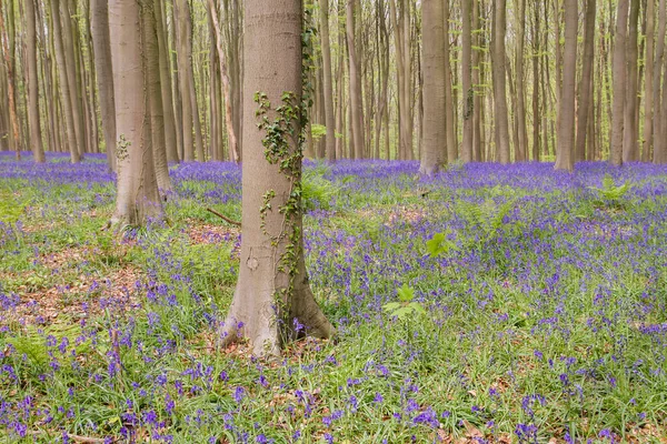 Ormanda ilkbahar manzarası 