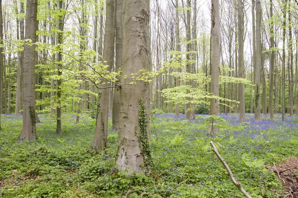 Faia Árvores Florescendo Floresta Primavera — Fotografia de Stock