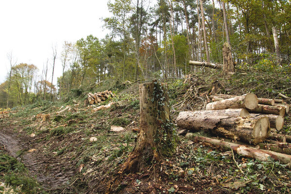 Cut down trees in a forest 