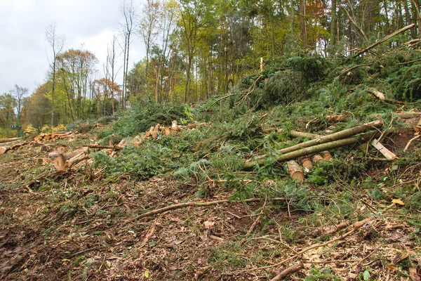 Ormanda kesilen ağaçlar