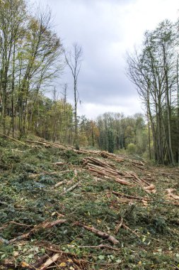 Kesilmiş kütüklerle orman manzarası 