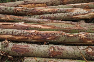 Kesilen kütükler yığını 